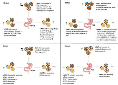 Do Bariatric Surgeries Enhance Brown/Beige Adipose Tissue Thermogenesis?